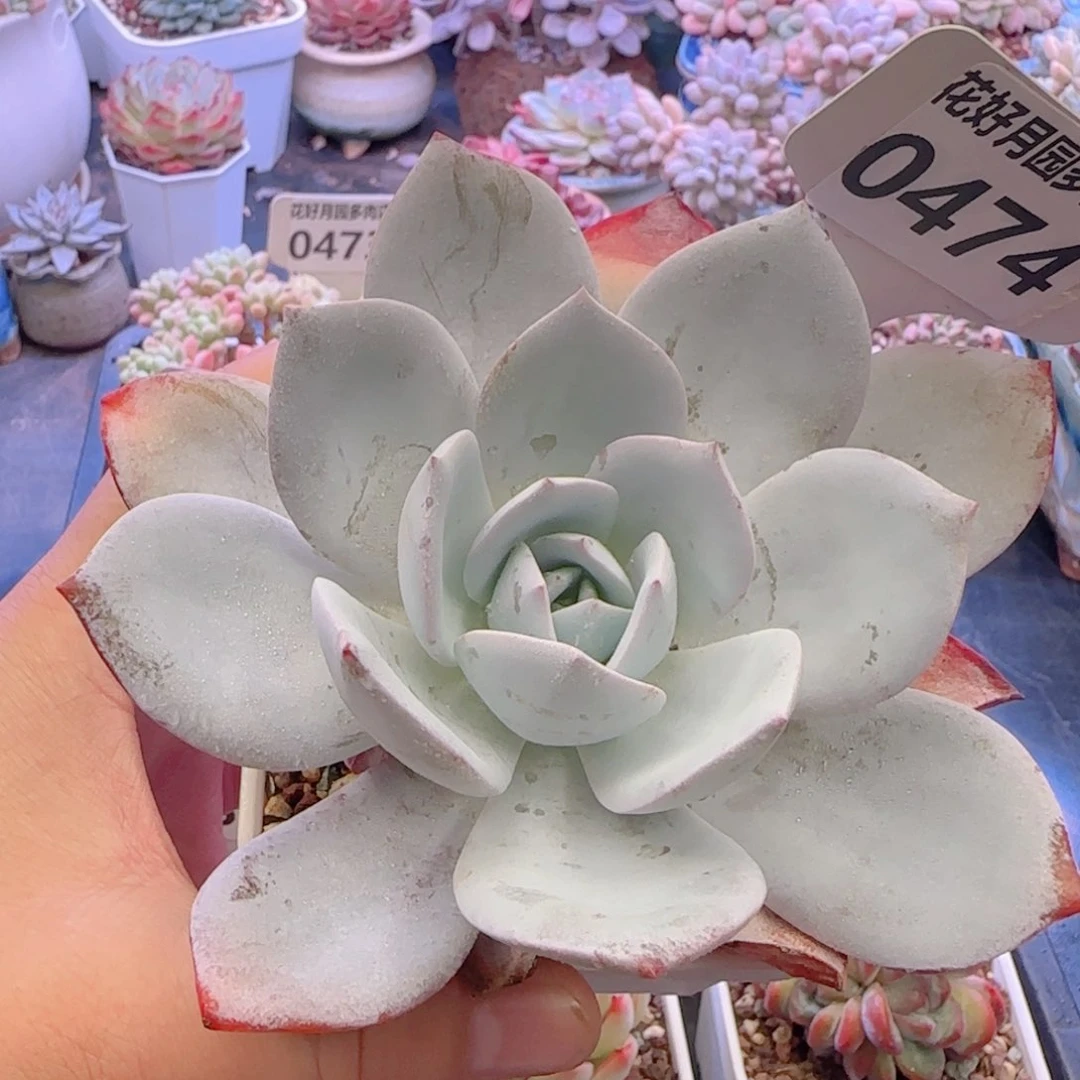 0474多肉植物….………………