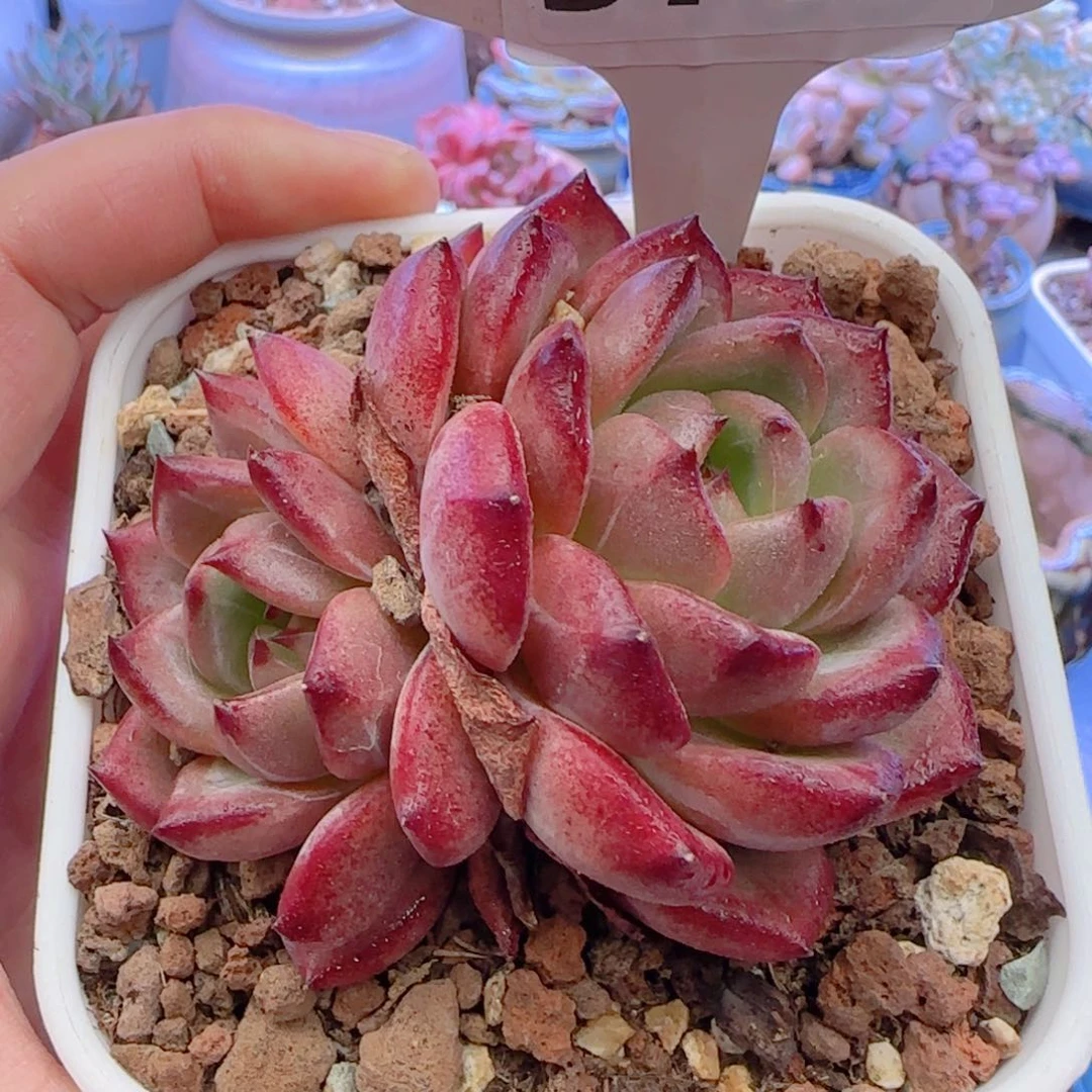 多肉植物5788………………
