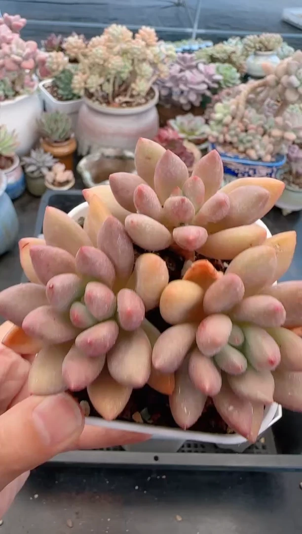 【闪购商品】5603桃花源