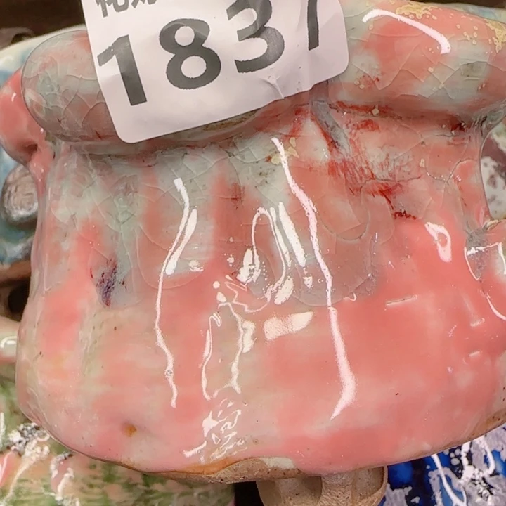 s****?多肉植物1837………..