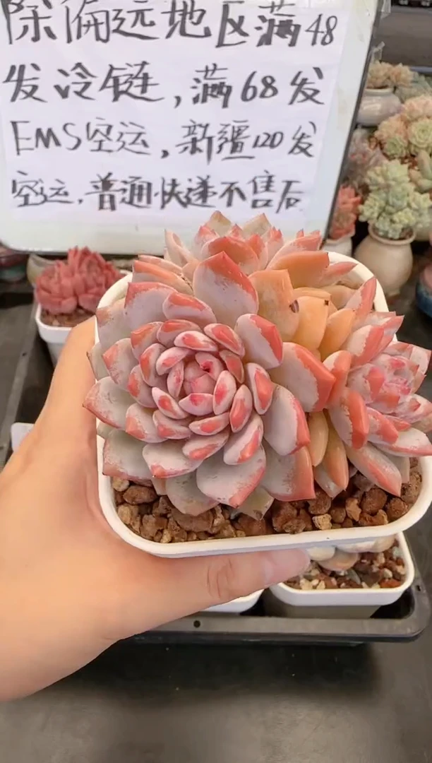 【闪购商品】0004玉芙蓉