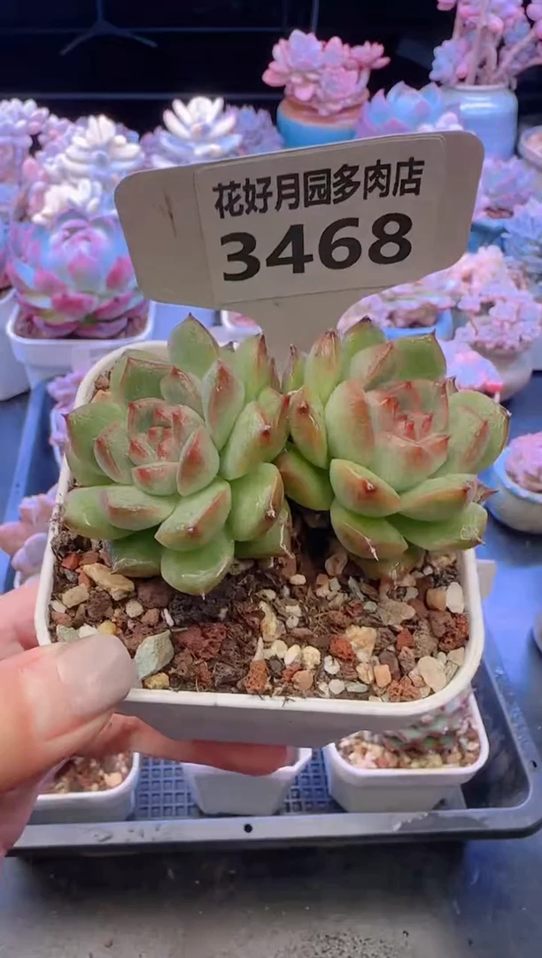 【闪购商品】3468.
