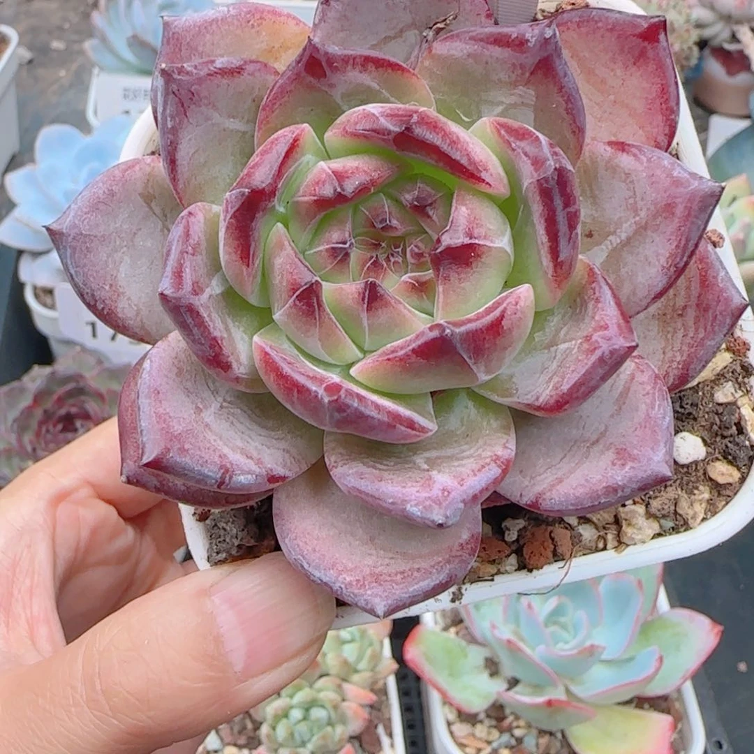 多肉植物1801………….