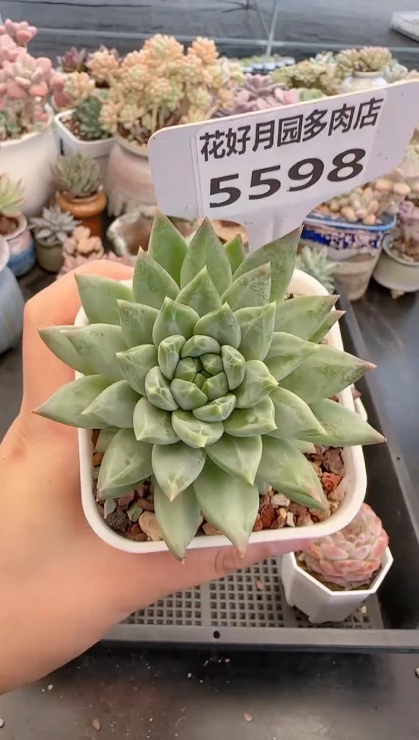 【闪购商品】5598青花瓷