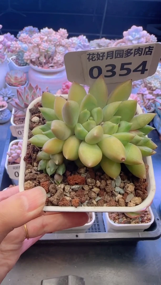 【闪购商品】0354象牙