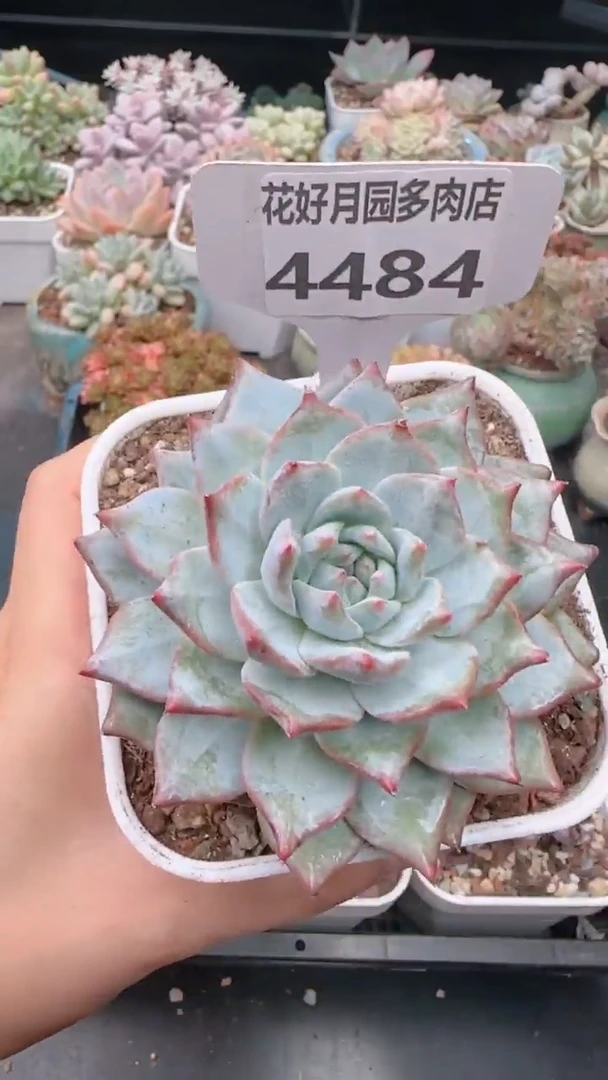 【闪购商品】4484.