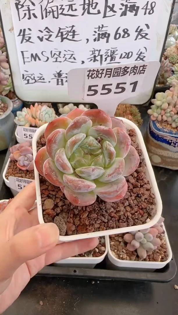 【闪购商品】5551暮雪