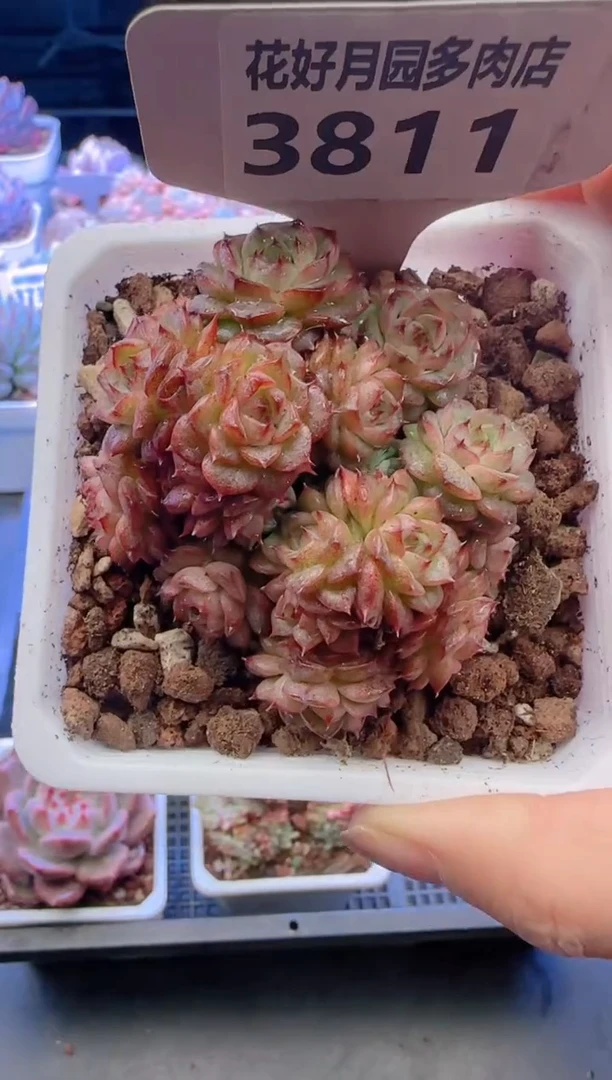 【闪购商品】3811.