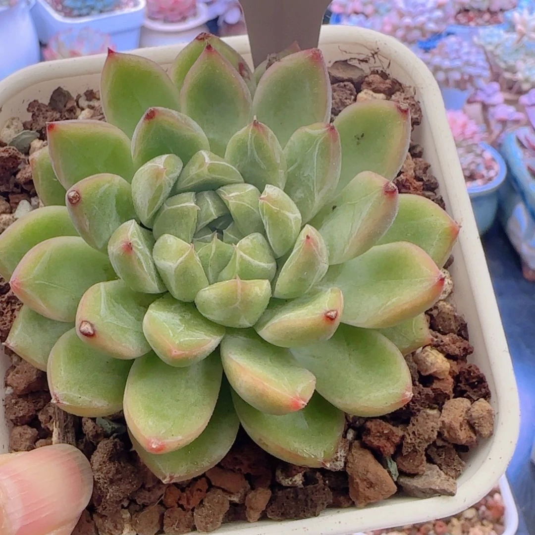 多肉植物0494…………..