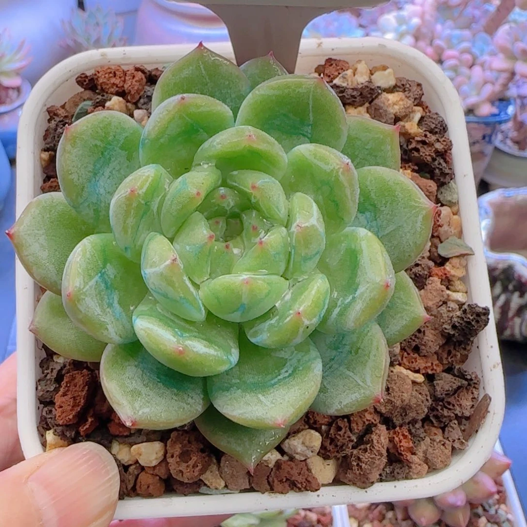 多肉植物5655…………