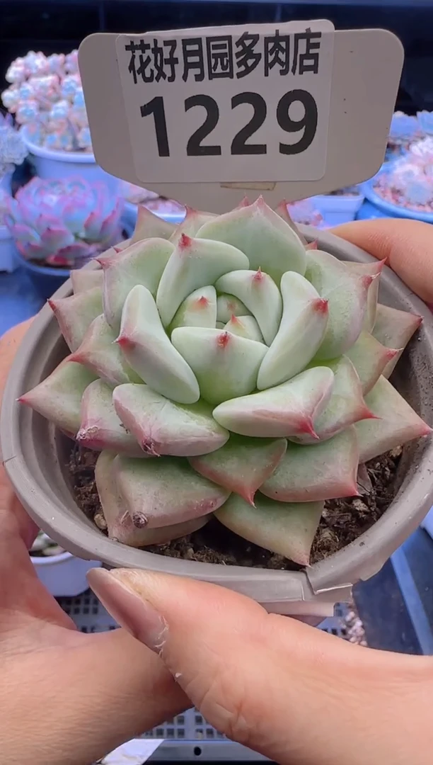 【闪购商品】1229.