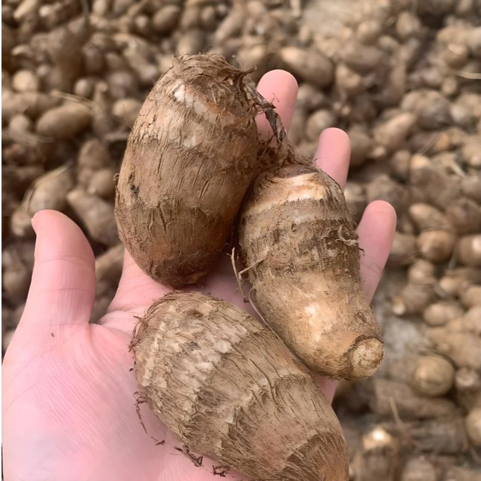 刚破土的洪湖毛芋头牛奶芋头 细腻黏滑 农家自种