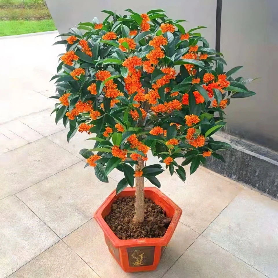 桂花树苗金桂丹桂八月桂四季桂花老桩盆栽地栽浓香型庭院阳台好养