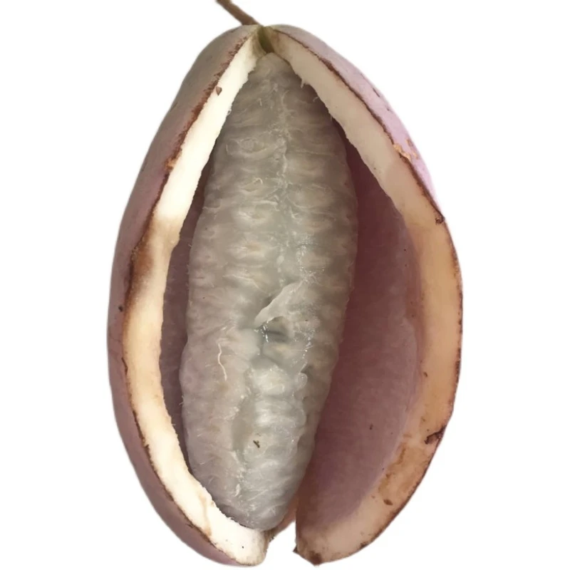 八月瓜2斤 3斤装 八月炸童年的味道 三叶木通果