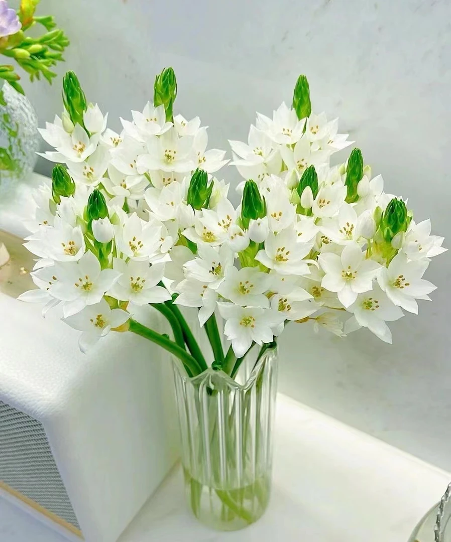 【圣心百合】云南基地直发冷链包邮