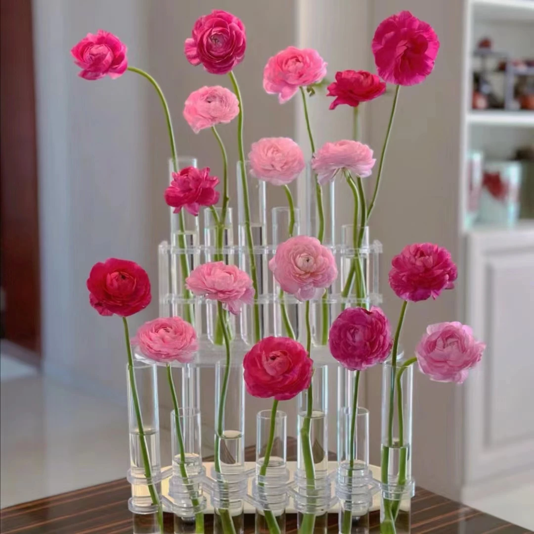 【洋牡丹】云南基地直发包邮