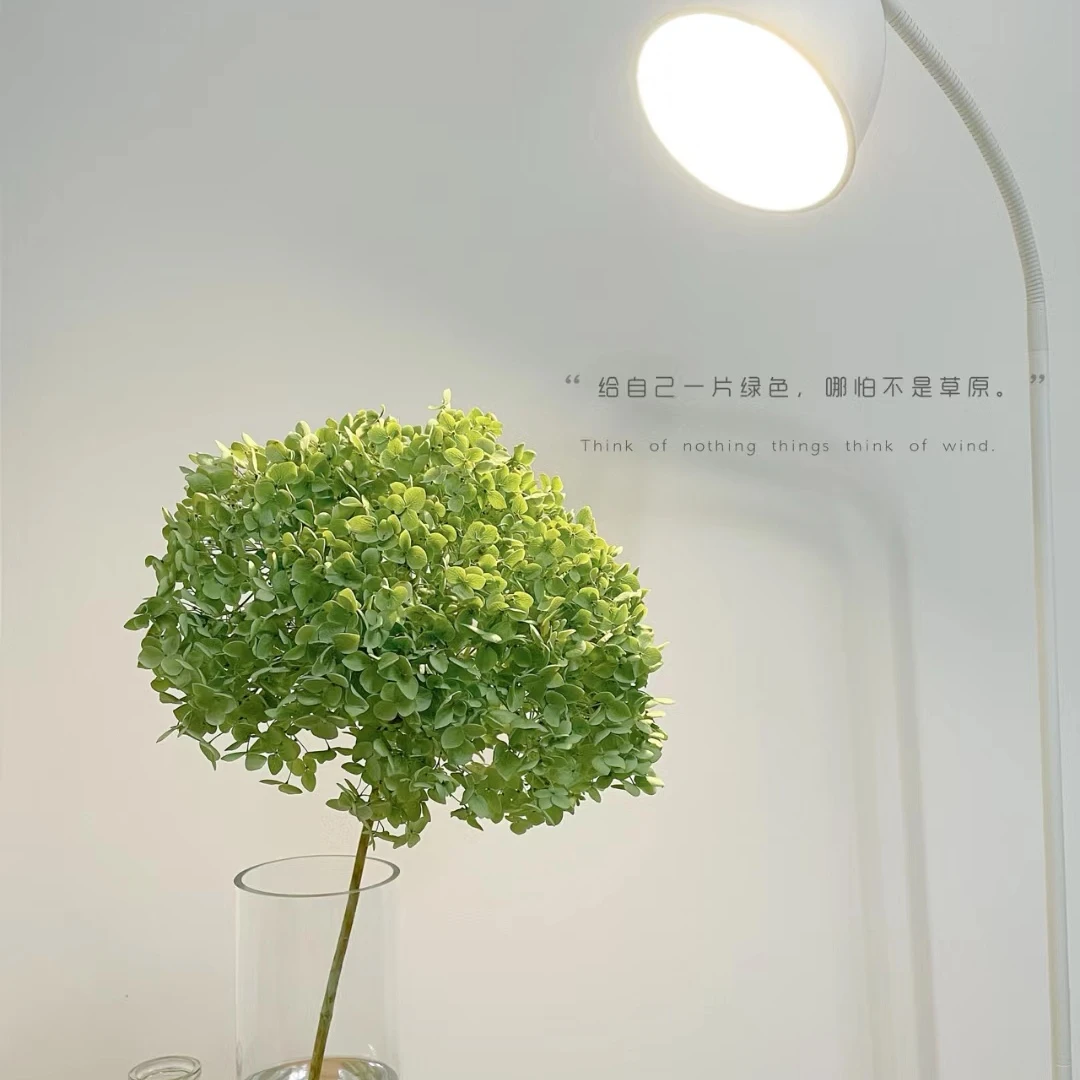 【绿安娜绣球】云南基地直发丰冷链包邮