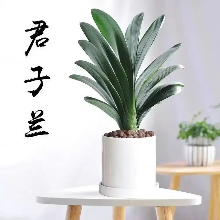 君子兰盆景（育苗带土发货）室内花卉绿植客厅办公室阳台