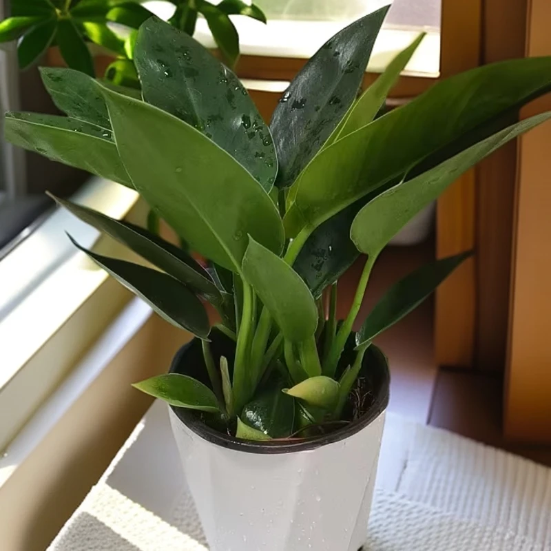 【大叶金钻】绿植盆栽专用客厅室内吸毒王专用净化吸甲醛空气能手