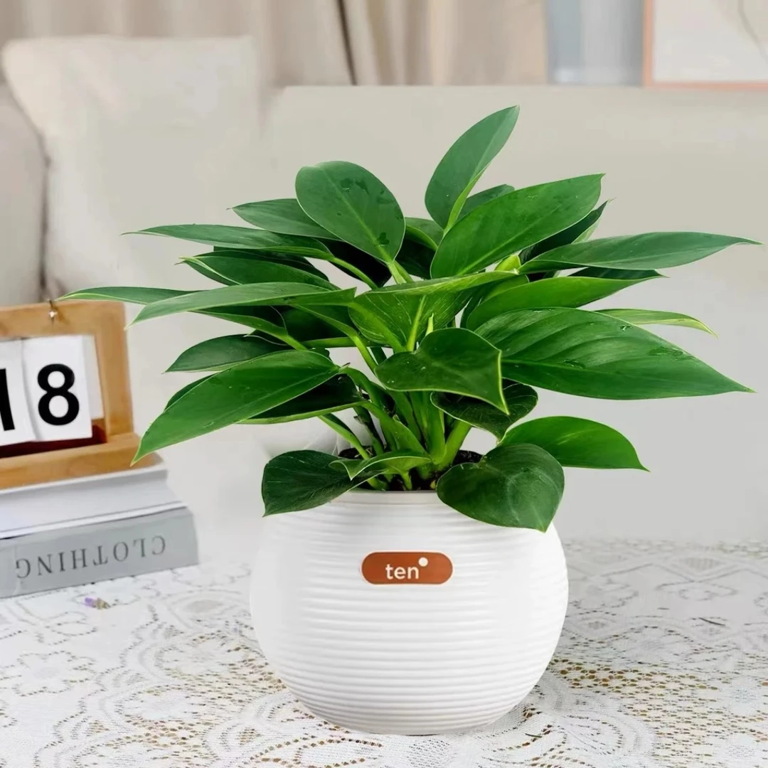 大叶金钻金钻蔓绿绒室内绿植盆栽净化空气绿植四季常青办公室绿植