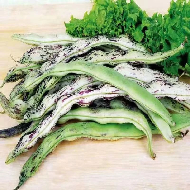 东北紫纹油豆豆角