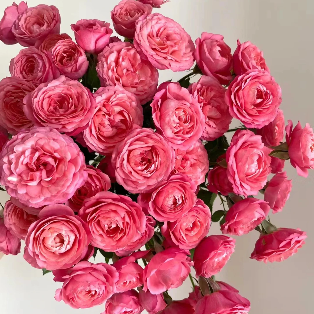 【胭脂公主】多头泡泡玫瑰云南基地直发