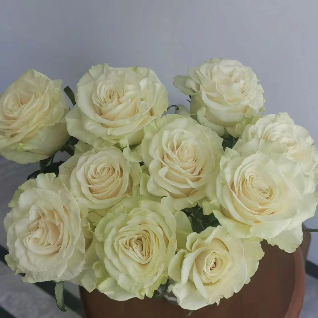 20枝【白色主题】玫瑰单头发货鲜切花