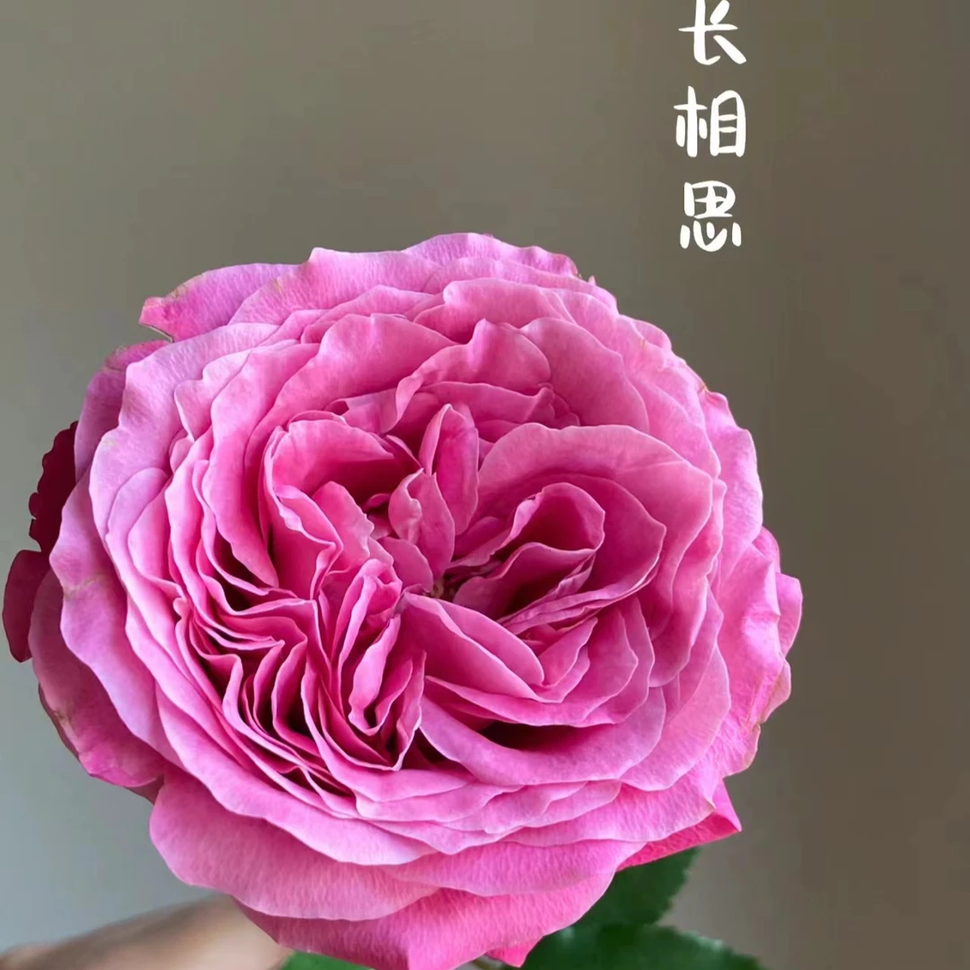 20枝【长相思】单头玫瑰 室内水养鲜切花 云南昆明基地直发