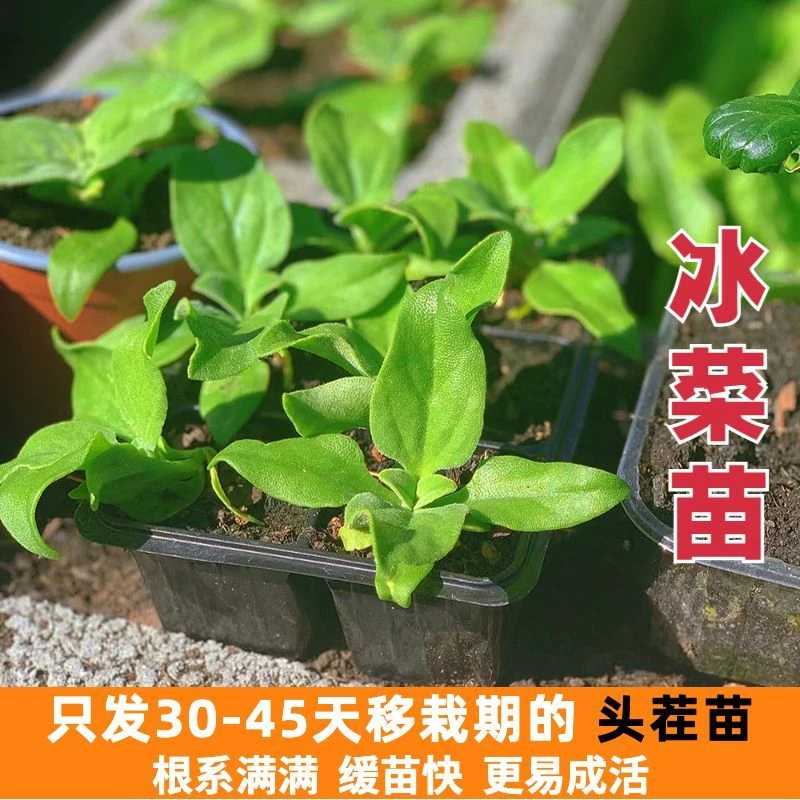 非洲冰草水晶冰菜种子种籽苗秧蔬菜南方种四季菜苗籽种盆栽孑菜籽