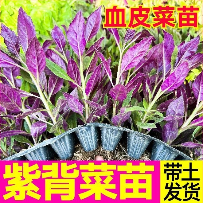 天然补血菜紫背天葵改善秧苗盆栽阳台蔬菜野生血皮菜生长四季苗