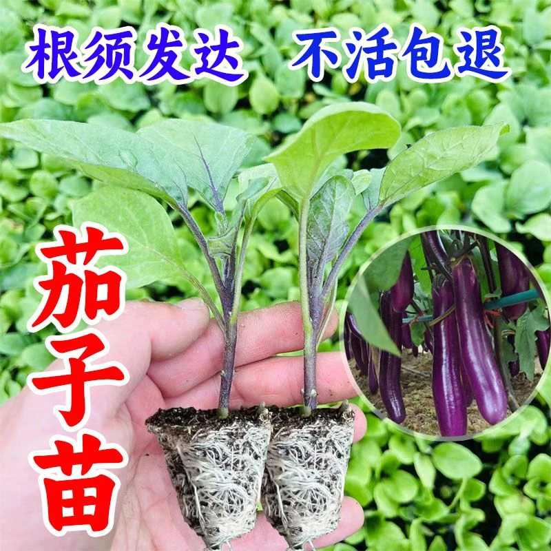 茄子秧苗高产紫长茄子苗黑长茄苗杭茄苗黑圆茄苗青茄苗四季盆栽苗