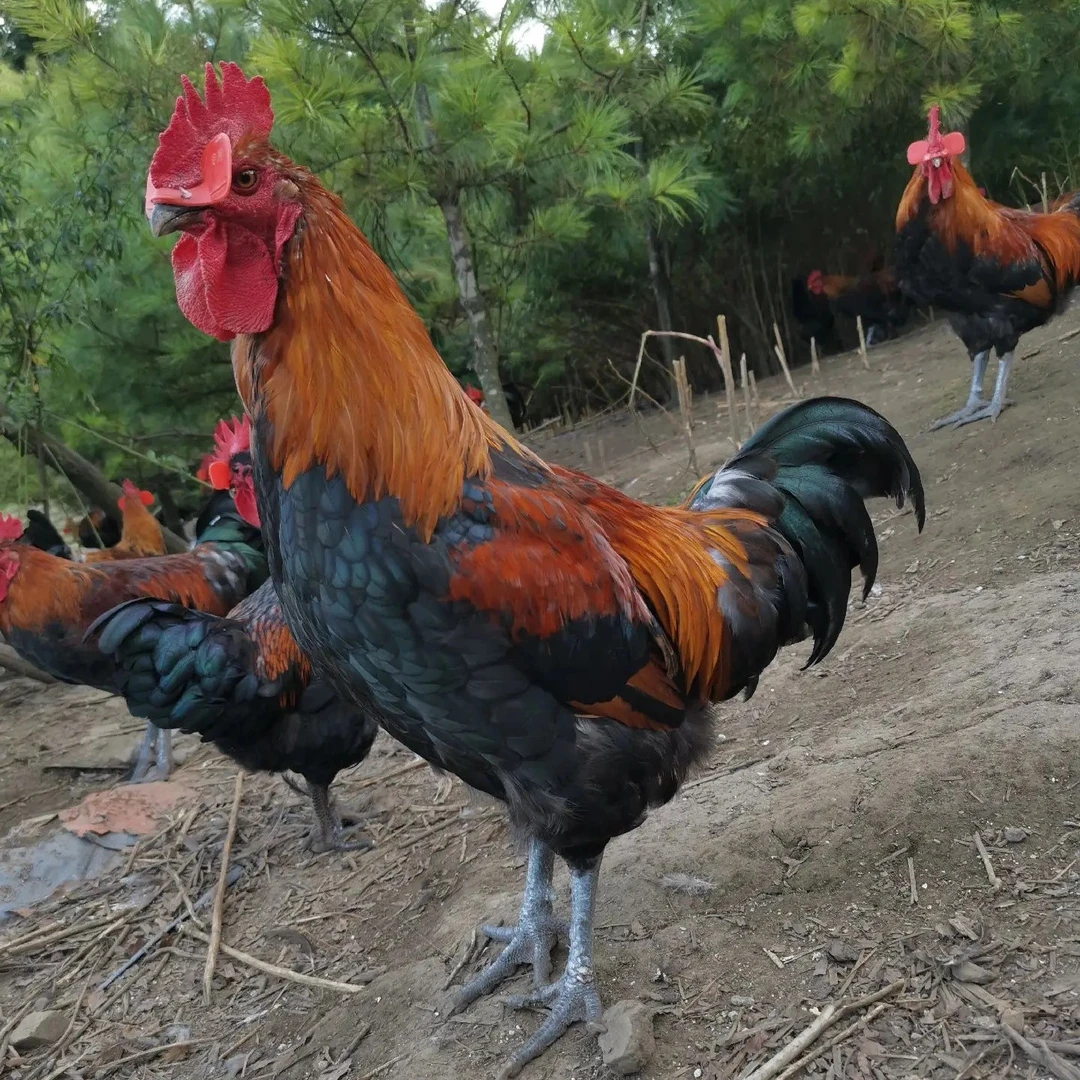 重庆城口跑山（公鸡）整只京东冷链