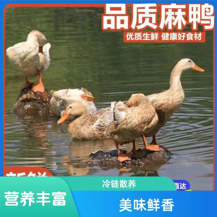 【买一发二】冷链快递农家散养土鸭子带箱5斤无鸭掌无内脏带翅根