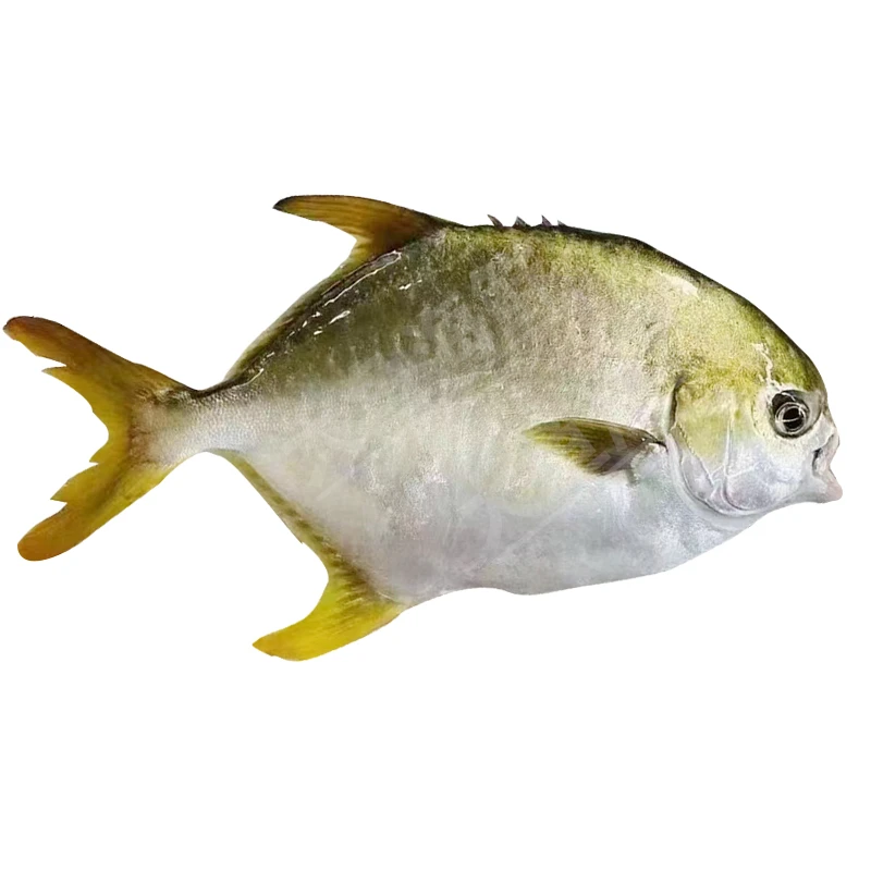 8条中金鲳鱼到手约5斤 鲜活速冻非活发（不帮杀）广东海鱼顺丰