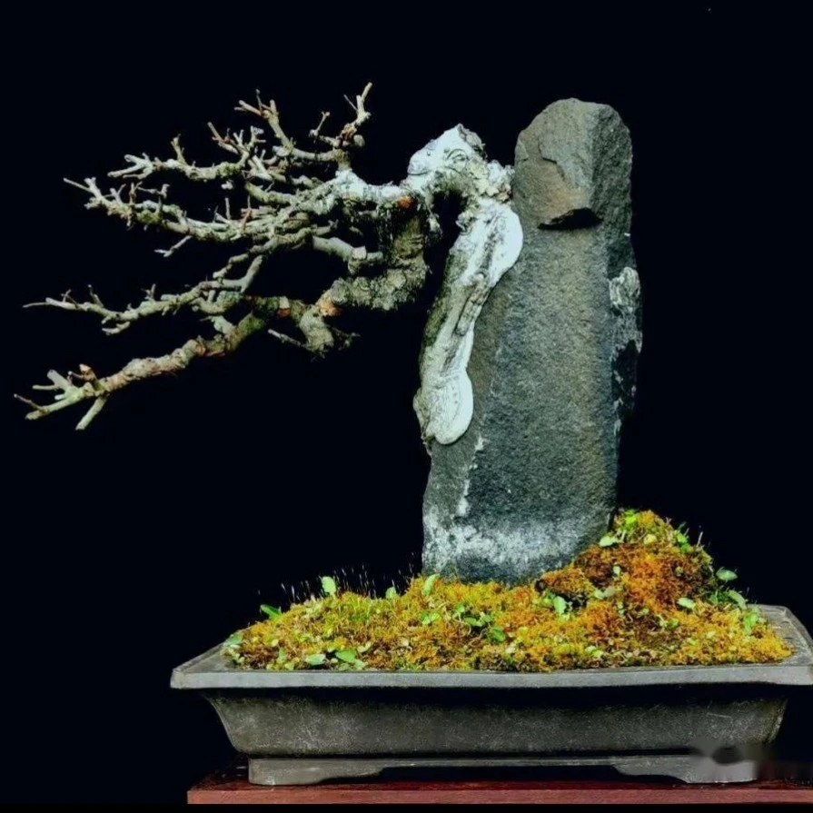 直播盆景石专拍链接