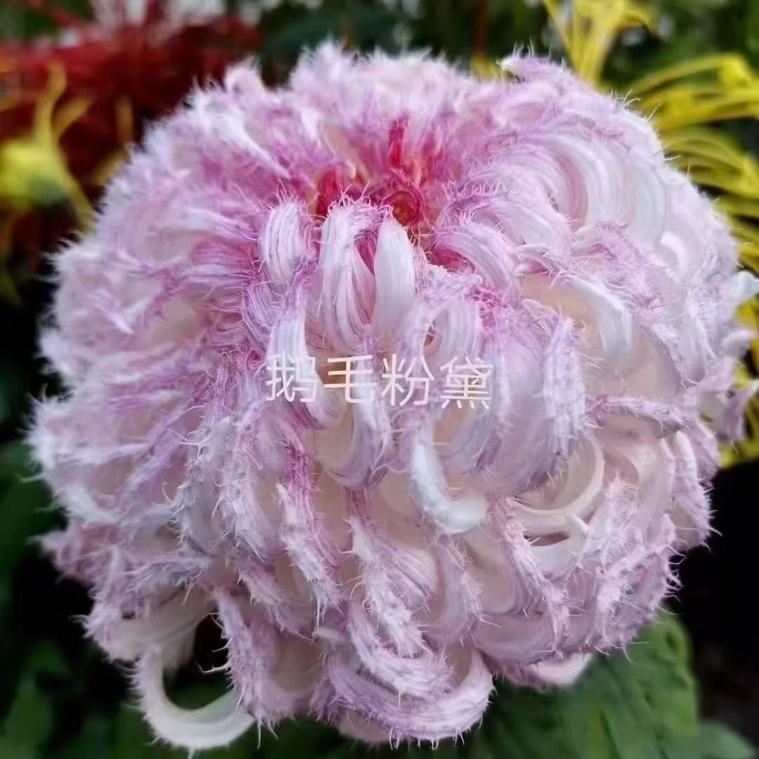 九月大菊【鹅毛粉黛】菊花苗稀有品种阳台庭院