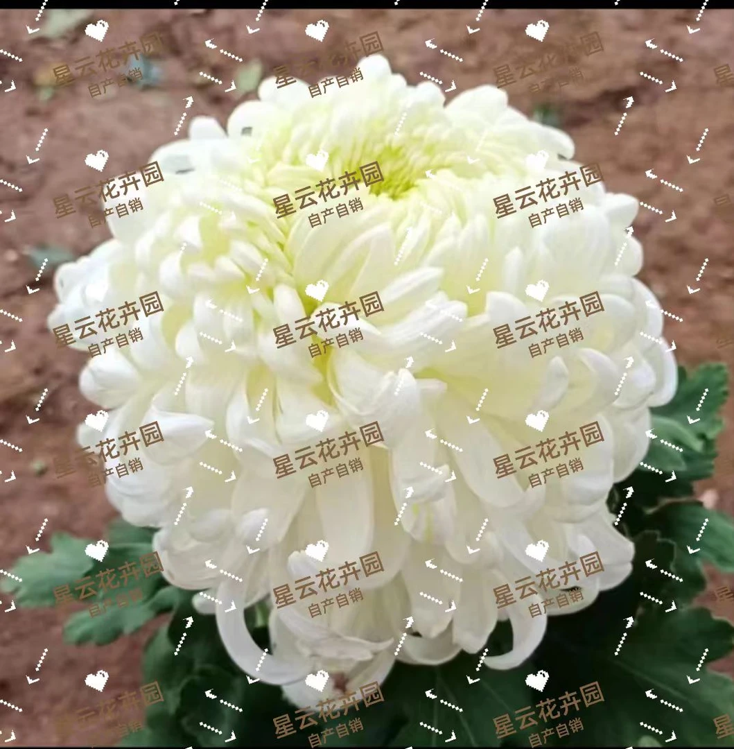 白国华白万圣多分支超大花型【带花苞发货】九月菊