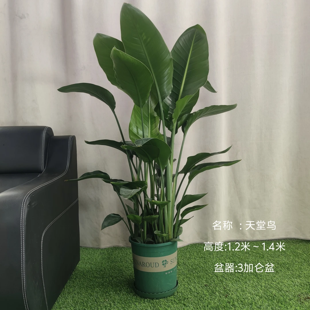 网红绿植天堂鸟盆栽基地直发居家办公首选