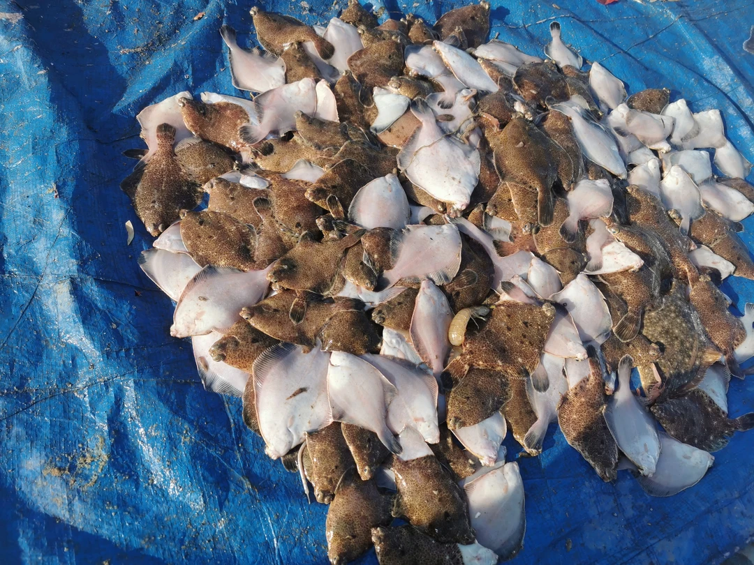 （中古眼鱼）青岛本地小木船捕捞野生古眼鱼