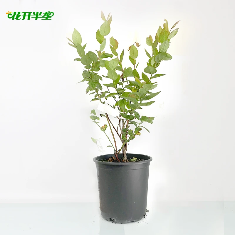 花开半垄蓝莓一加仑苗 法新 薄雾 叶片有斑点不带果 所有苗不包活