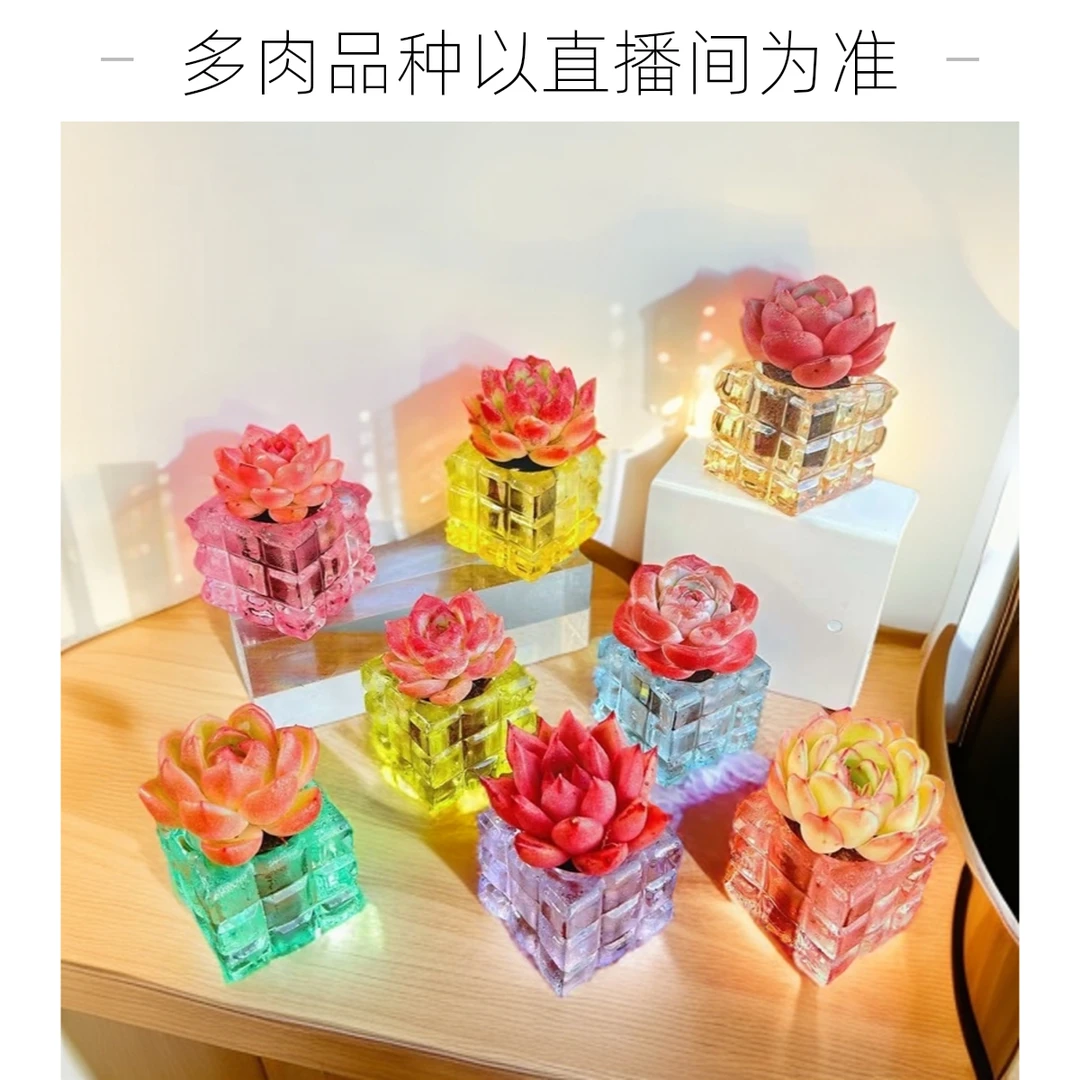 X1无土多肉组合(含四方彩晶盆