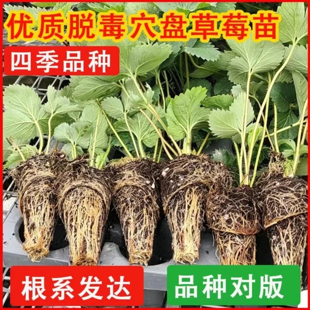优质脱毒奶油草莓苗穴盘盆栽地栽室内南北方阳台四季结果
