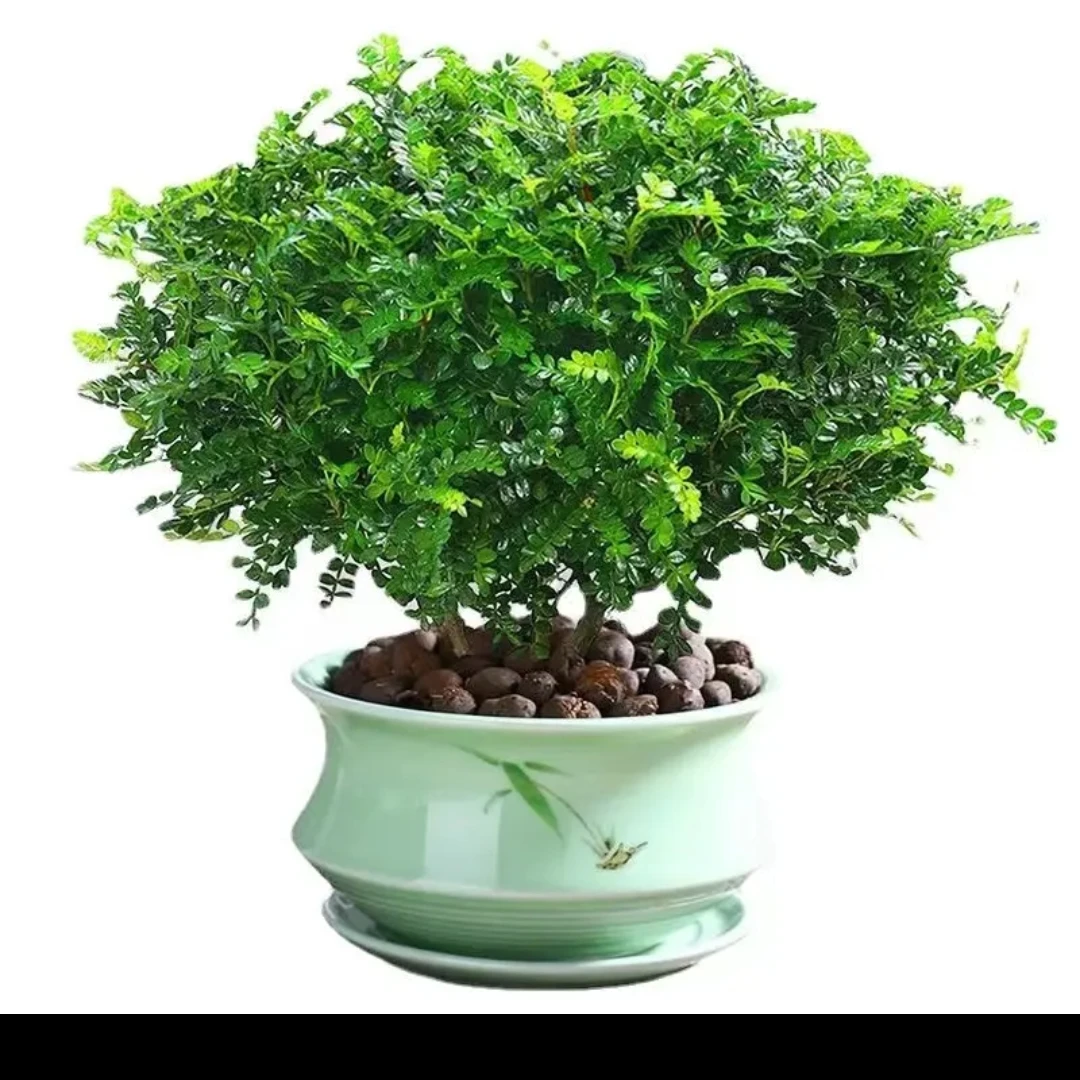 【独杆】清香木胡椒木盆栽植物室内桌面卧室四季常青花卉绿植盆景