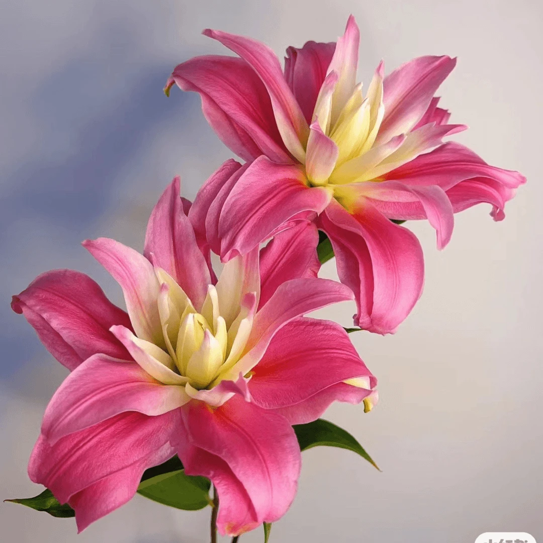 【红丝带】1个球大花浓香重瓣浓香11/12百合种四季可种庭院阳台种植