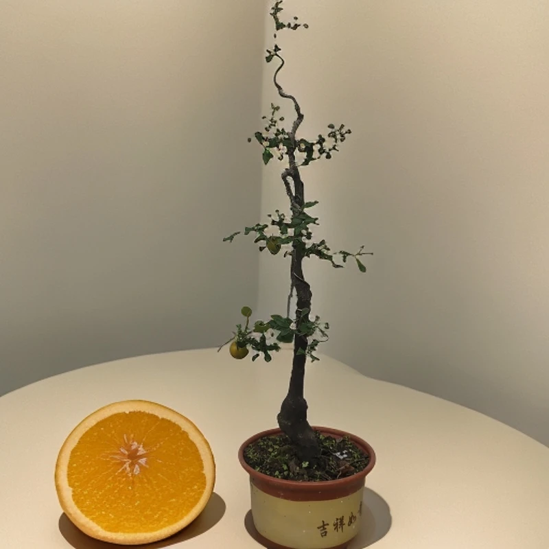 原生碳化母桩文人  老盆口 小叶子