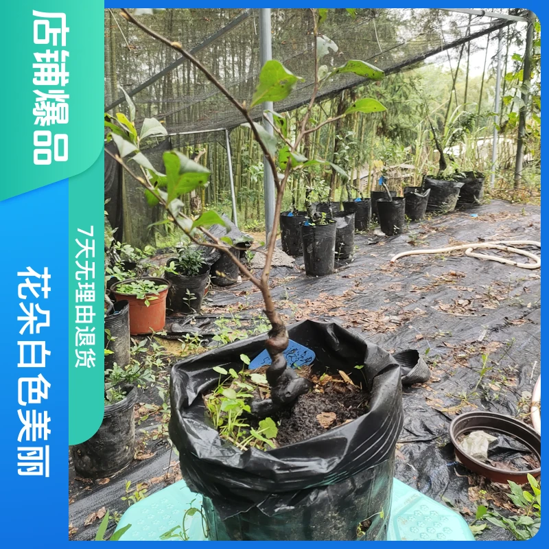 金弹子 老鸦柿童子功弯弯姣姣嫁接苗 茶台 掌上小精品