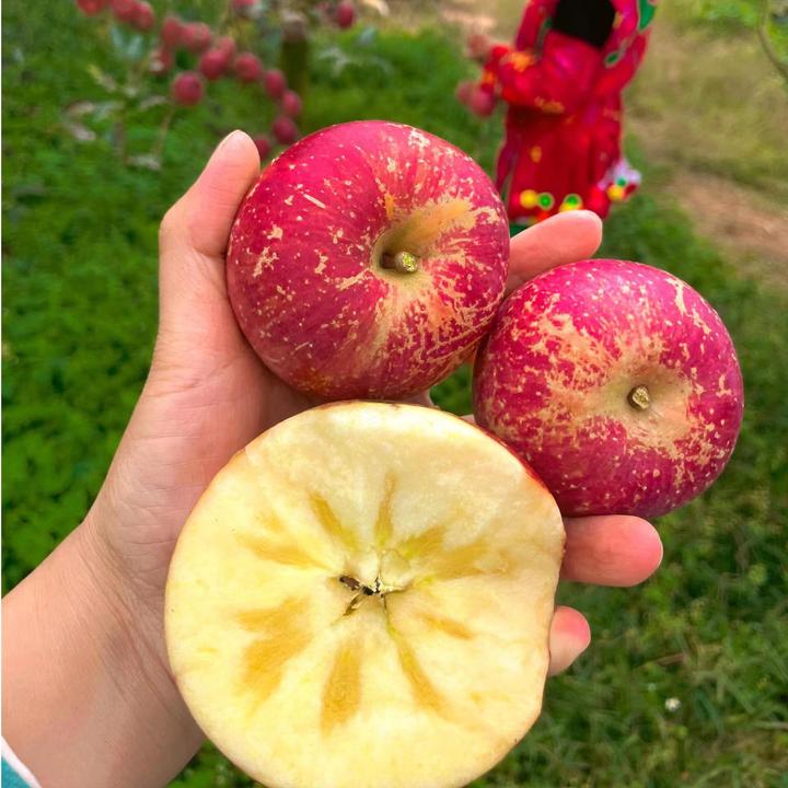 云南昭通冰糖心丑苹果脆甜多汁现摘现发孕妇食用高山丑苹果