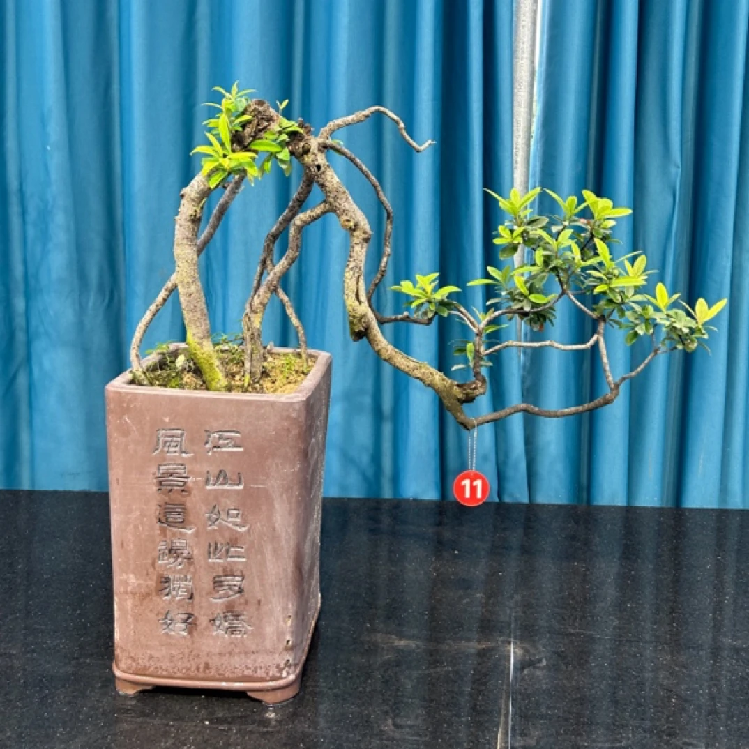 海岛春花精品悬崖老桩