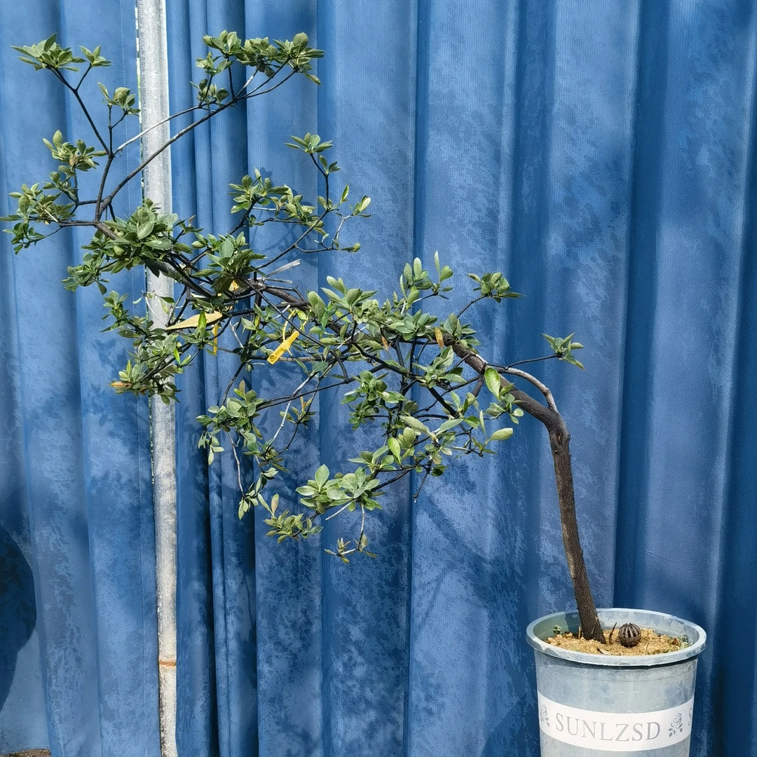 海岛春花精品熟桩一物一拍