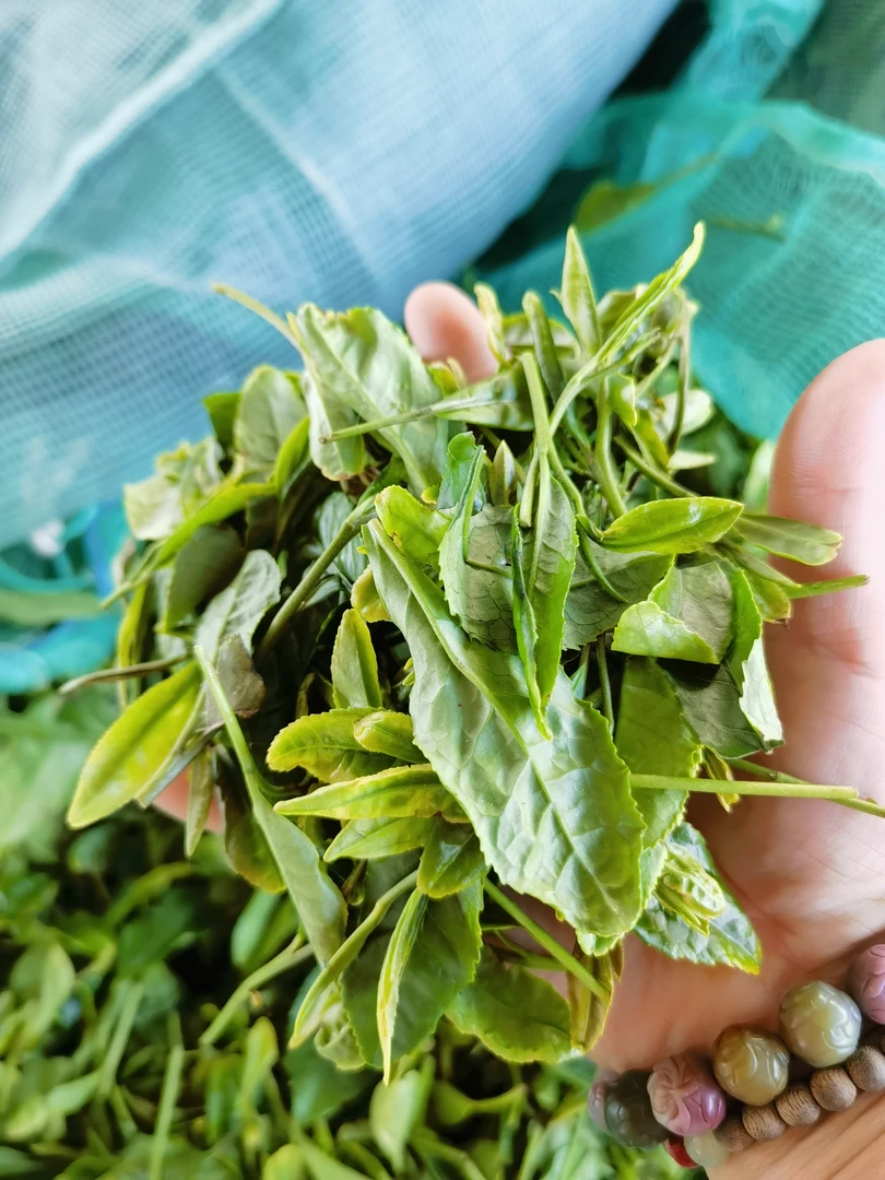 【店庆二十周年】买一斤送半斤，纯料核心区春日照绿茶口重耐泡沙口